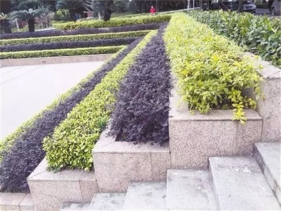 图4（生物滞留设施）