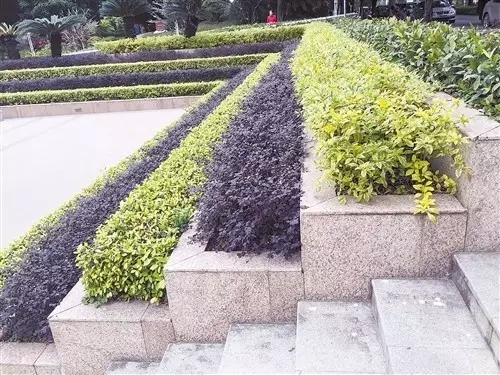图4（生物滞留设施）